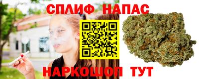 сатива Краснодар